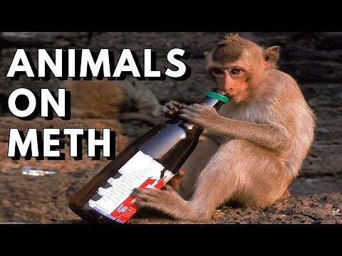ANIMALS ON METH | Meth Gators, Meth Monkeys, and more.