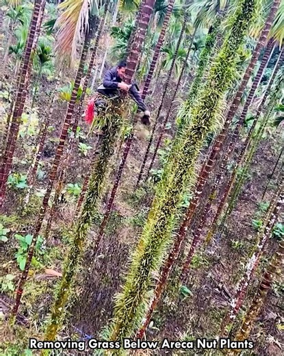 Removing Grass Below Areca Nut Plants #ArecaNut #ToolWork #SmartMachine #IndustrialProcess #PowerMotion | lamaestramiel