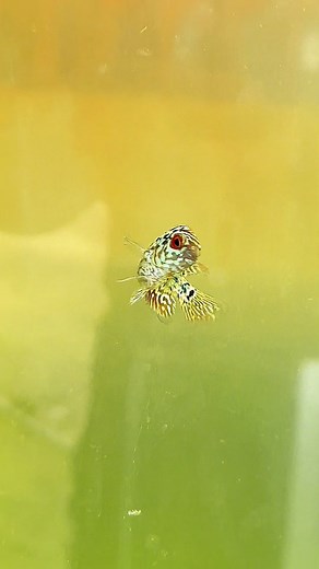 Kultitoy Kamalau #ownbreed #islandborn #titoyflowerhorns #backyardminifishfarm #tabuelancebuph | Titoy Flowerhorns