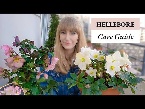 How to Grow Hellebores in Pots - Complete Care Guide