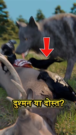 BrainExplainYou on Instagram: "Jungle ka sabse khatarnaak Bromance! 🐺🤝🦅 Ye duo (Wolf aur Raven) hazaron saalon se ek team bankar shikaar karte hain. Wolf strength use karta hai aur Raven dimaag! 🧠 Sachi dosti aisi hi honi chahiye... bina kisi matlab ke! ❤️ 👇 Apne "Partner in Crime" (Best Friend) ko Tag karo! . . . #Wolf #Raven #AnimalFacts #Dosti #BestFriends #Nature #Wildlife #FactsInHindi #3DAnimation #ReelsIndia #AmazingFacts #Knowledge #Bhediya Credit :@zackdfilms"
