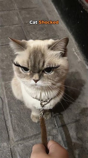 Cat Shocked😂😂#cat #funnycat #cats #funnyvideo #fyp