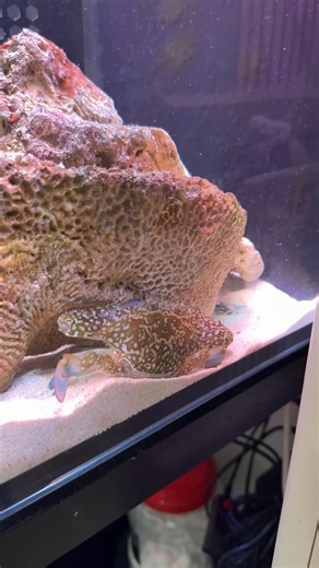 Giant Mantis Shrimp Vs Giant Crab with a deep punch sound😱_00005 | Mantis Haihai