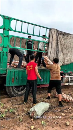 عملية تحميل أكياس البطاطس من الحقل إلى الشاحنة