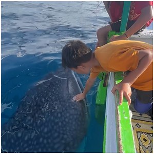 Little kids feeding and petting whale sharks 🦈 | MetDaan Tips