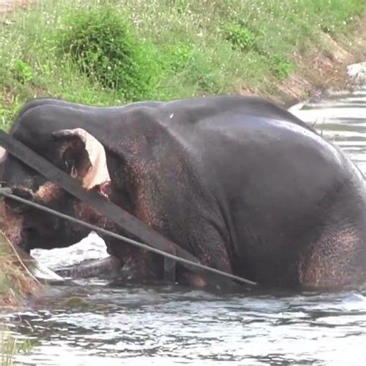 Wild elephant falls into ZD canal #elephant