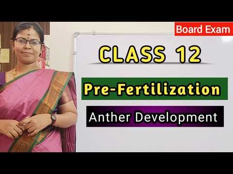 🌸 Pre-Fertilization in Flowering Plants 🌸 | Development of Anther | Class 12 Botany Tamil