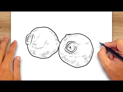 How to draw Allspice - Spices Drawing
