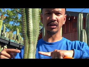 Trichocereus girdling