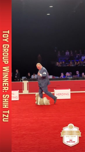 74K views · 2.6K reactions | Comet left some sparkle! ✨ Congratulations to GCHP CH Hallmark Jolei Out Of This World (Comet) the Shih Tzu for winning the Toy Group. The #AKCNationalChampionship continues on ABC. | American Kennel Club | Facebook