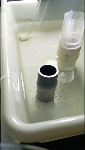 Discus Fish Artificial Breeding #discusfish #exoticaquariumfish #fishtank #artificialbreeding #short