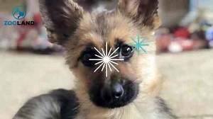 Meet Ranger, The Tiny German Shepherd With Dwarfism That Will Look Like A Puppy Forever
