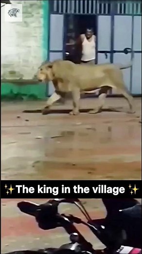 Powerful Lion Moving - By Unkown