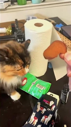 Too Cute to Handle! 🐱 | Funniest & Most Adorable Cat Moments Part 2