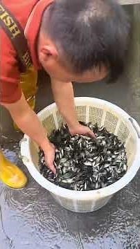 Little Fish Babies Moving Together in Water – Peaceful Pond Life 🐟✨