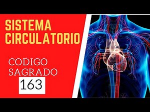 🙏 Código Sagrado 163 SISTEMA CIRCULATORIO🙏