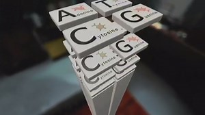 3D Animations - DNA Molecule: Chargaff's Ratios - CSHL DNA Learning Center