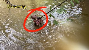 6.1K views · 222 reactions | Oh My God! Baby Hugging Each other Drowning In The Deepest River... Mom Rush To Save Them | Monkey TavTav | Facebook