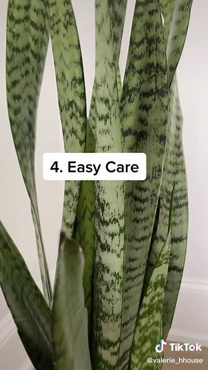 Benefits of Having a Snake Plant in Your Bedroom
