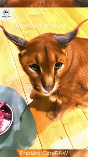 Floppa is Eating Meat #animals #floppa #wildlife #facts #wildchase