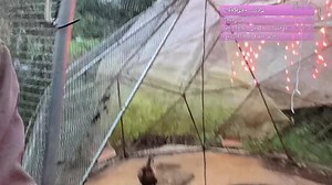 baby goats, ducks and kitty