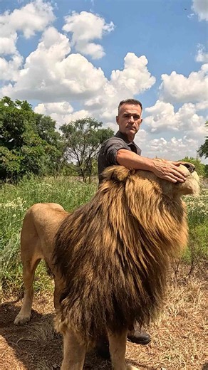 Naughty lion chews on the camera