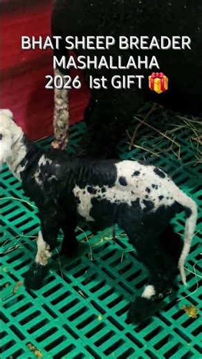 BHAT SHEEP BREEDER #animalkingdom #ppfprotection #ihavethisthingwithplants #animals