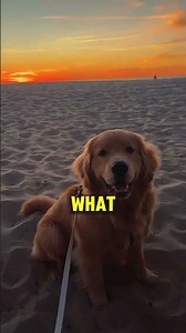 This Dog Attacked The Kids To Save Their Lives 🐶⚡️