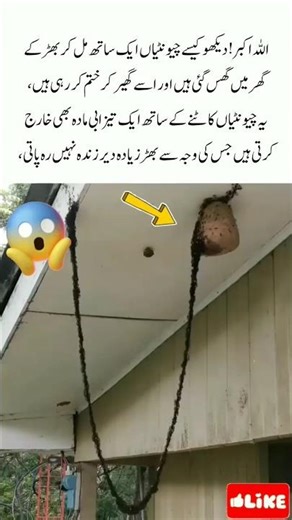 Ants vs Wasp | How Ants Defeat a Wasp with Teamwork | Amazing Nature Shorts