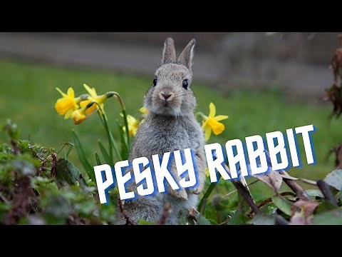 Keeping Rabbits out of the Garden