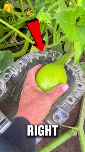 These Pumpkins Literally Grow Their Own Faces! 🤯🎃