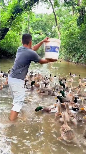 Feeding ducklings: The key to keeping them healthy