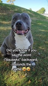 Good to know Sprocket #sprocket #funny #Pet #pitbull #dog #fyp | Sprocket's World