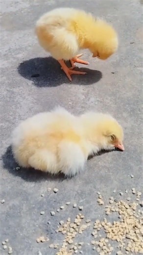 Chicken Sleeping Calmly | Beautiful Farm Bird Resting Moments | Amazing Animal Short Video #shorts