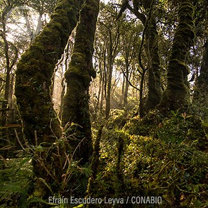 Bosques nublados | Biodiversidad Mexicana