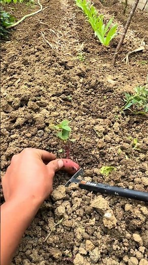 Planting waxy fingerling potatoes Tutorial #farming #shorts