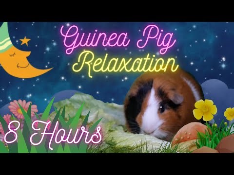 Something To Make Guinea Pigs Smile - 8 Hours of Calming Music & Relaxation for Guinea Pigs
