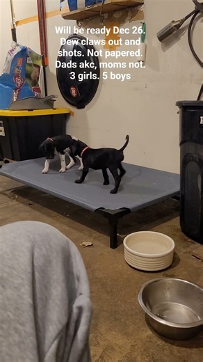 GSP pups born Oct 24. Pink collar I may keep. Brown boy my cousin may take. Will be on ksl Dec 26