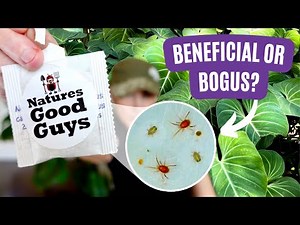 Discover What Happened When I Released Thousands of Beneficial Bugs into My Home