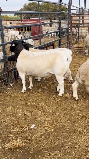 45K views · 2.2K reactions | #fullblooddorpers #showdorpers #oklahomasheep #dorperranch #registereddorpers #dorpersheep | Bluestem Dorpers | Facebook