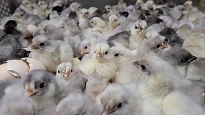 4.7K views · 120 reactions | Blue and splash Bantam Cochin baby chicks at cackle hatchery | Cackle Hatchery | Facebook