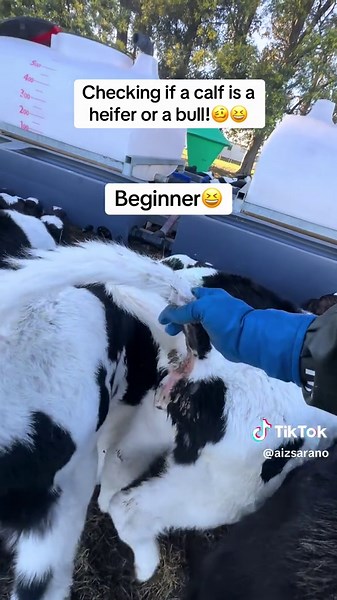 Dairy Farming in New Zealand: Heifer or Bull?