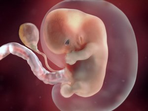 8 weeks pregnant: fetal development