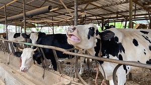 Close Cow Ruminating Extreme Close-up Video Stock Footage Video (100% Royalty-free) 1103674747 | Shutterstock