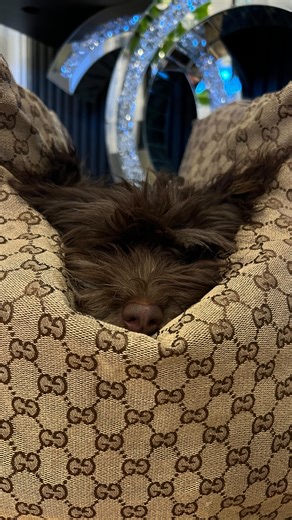 Bichon Havanais - Carlo | “Cuteness served with style!💎” - Gave fra @doggydreams_official 💝 #dogsofinstagram #luxury #luxurylifestyle #doglife #fashionstyle | Instagram