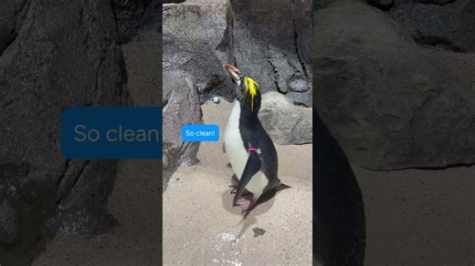 Penguin gets showered with love during bath time