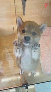 Witness the heartwarming story of a rescue dog learning new skills and building trust, one step at a time. 🌟🐕🌈 | Fabiosa Animated