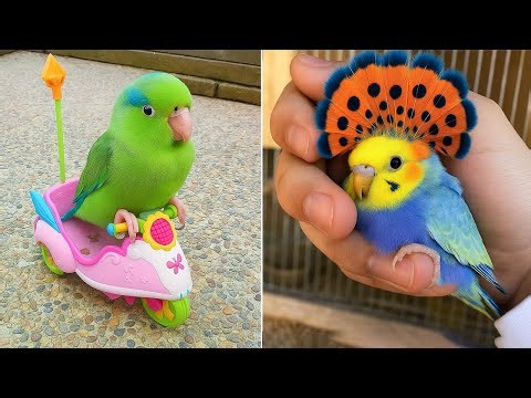 Smart And Funny Parrots Parrot Talking Videos Compilation (2025) - Cute Birds #63