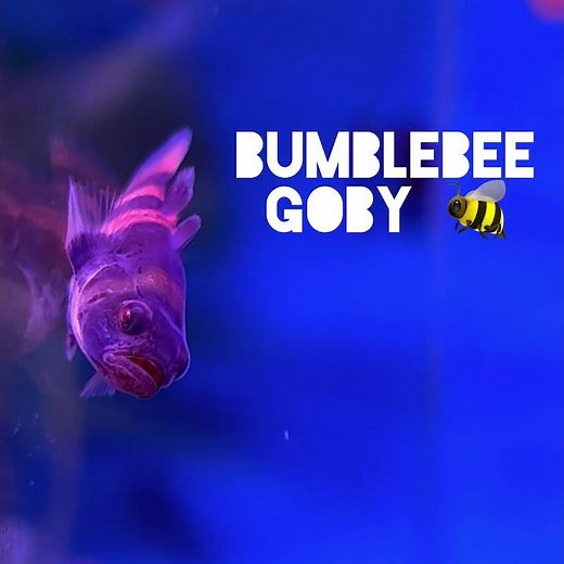 Meet the most adorable aquarium fish ever! - Bumble Bee Goby