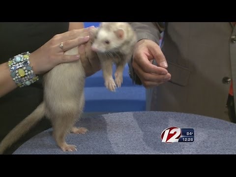 Rescue a Pet: Wolverine